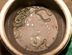 Kỹ thuật nuôi rắn ráo trâu (Rắn long thừa, rắn hổ trâu, rắn gáo trâu, rắn giáo trâu, rắn hổ vện) con